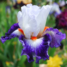 Load image into Gallery viewer, Gypsy Lord Īrisi
