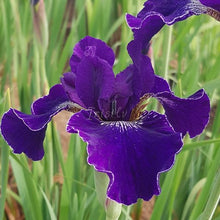 Load image into Gallery viewer, Harpswell Velvet Risi
