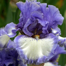 Load image into Gallery viewer, Hidden Innocence Risi
