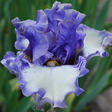 Load image into Gallery viewer, Hidden Innocence Risi
