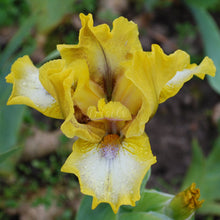 Load image into Gallery viewer, IMBUE - Īrisi
