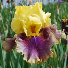 Load image into Gallery viewer, In Living Color Risi
