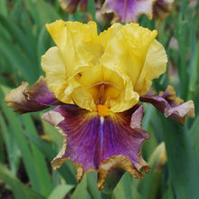 Load image into Gallery viewer, In Living Color Risi

