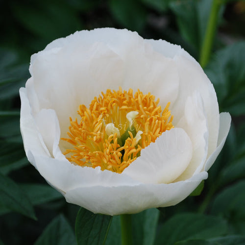 Ivory White Saucer Peonijas