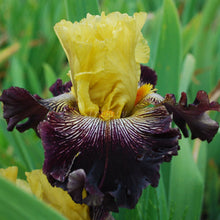 Load image into Gallery viewer, MALA FATRA - Īrisi
