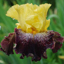 Load image into Gallery viewer, MALA FATRA - Īrisi
