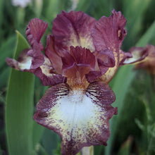 Load image into Gallery viewer, RIEKSTIŅŠ - Īrisi
