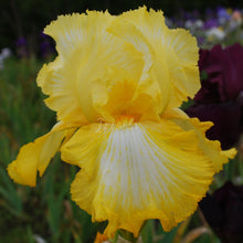 Load image into Gallery viewer, SUNKIST MEADOWS Īrisi
