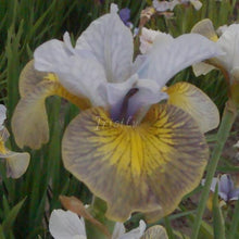 Load image into Gallery viewer, Uncorked Risi
