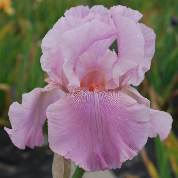 WILD IRISH ROSE Īrisi