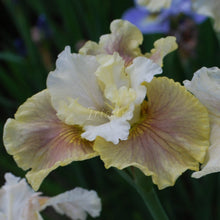 Load image into Gallery viewer, Wynne Magnolia Īrisi
