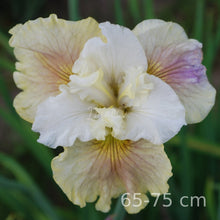 Load image into Gallery viewer, Wynne Magnolia Īrisi
