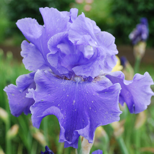 YACQUINE BLUE Īrisi
