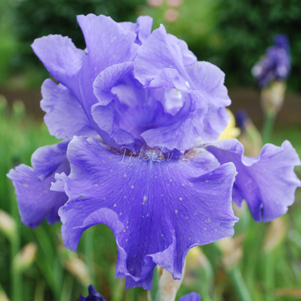 YACQUINE BLUE Īrisi