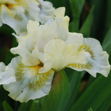 Load image into Gallery viewer, ZAĻKNĀBIS Īrisi
