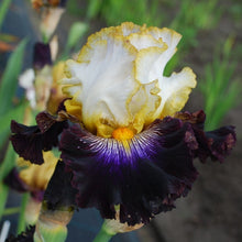 Load image into Gallery viewer, All The Rage Risi
