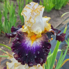 Load image into Gallery viewer, All The Rage Risi
