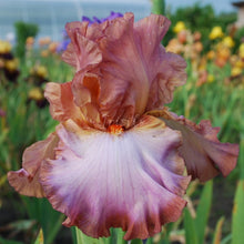 Load image into Gallery viewer, Anticipation Rose Risi
