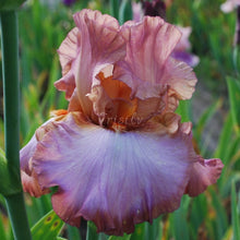 Load image into Gallery viewer, Anticipation Rose Risi
