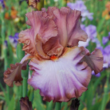 Load image into Gallery viewer, Anticipation Rose Risi
