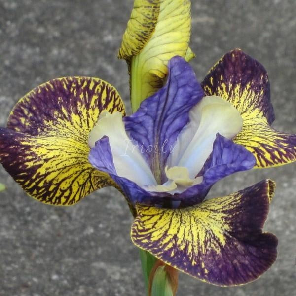 Art In Bloom Risi