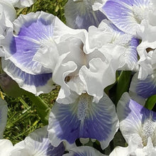 Load image into Gallery viewer, Big Blue Eyes Risi
