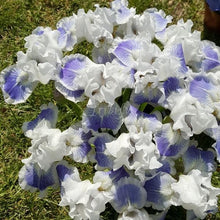 Load image into Gallery viewer, Big Blue Eyes Risi
