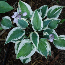 Load image into Gallery viewer, Blue Ivory Hosta
