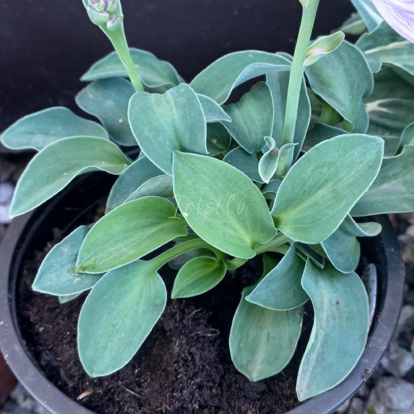Blue Mouse Ears Hosta