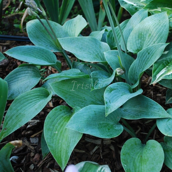 Blue Wedgewood Hosta