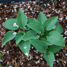 Load image into Gallery viewer, Blue Wedgewood Hosta
