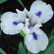 Load image into Gallery viewer, Bluebeards Ghost Risi

