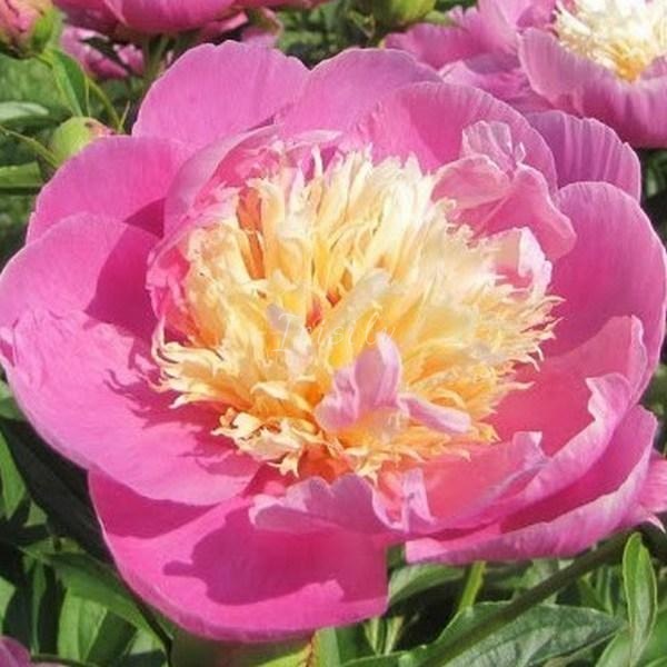 Bowl Of Beauty Peonijas