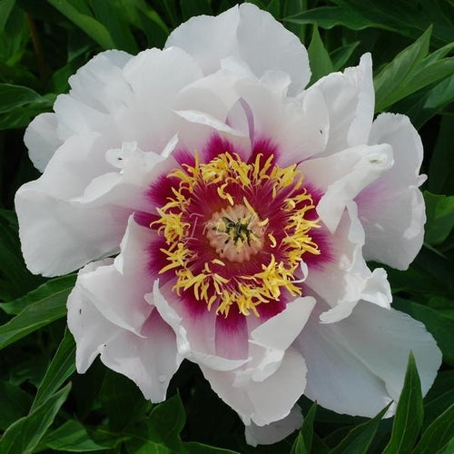 Cora Luise Peonijas