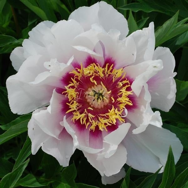 Cora Luise Peonijas