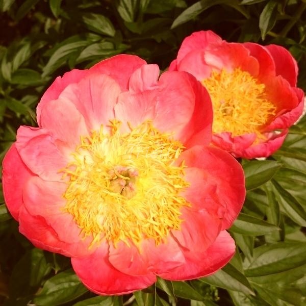 Coral Ngold Peonijas