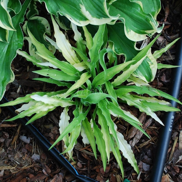 Curly Fries Hosta