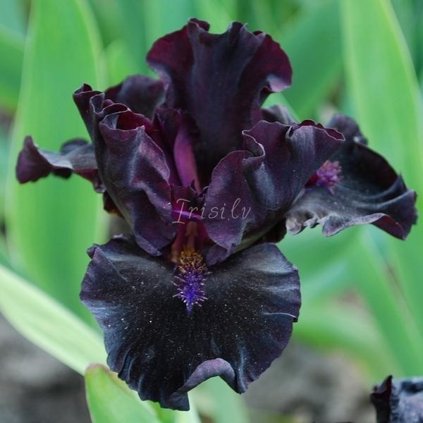 Dark Matter Risi