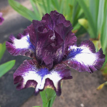 Load image into Gallery viewer, Deacon Risi
