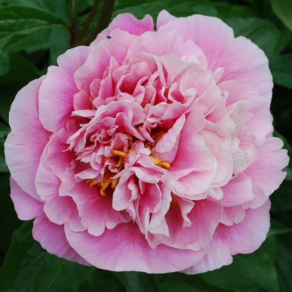 Drolla Peonijas
