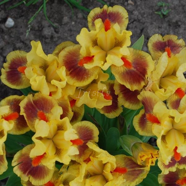 Earthly Glow Risi
