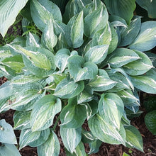 Load image into Gallery viewer, Erotica Hosta
