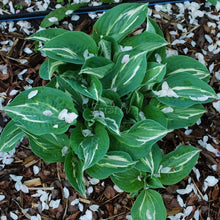 Load image into Gallery viewer, Erotica Hosta
