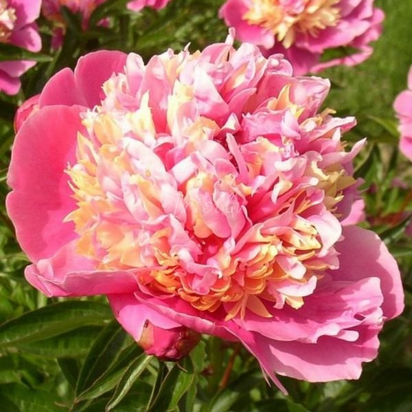 Fasolt Peonijas