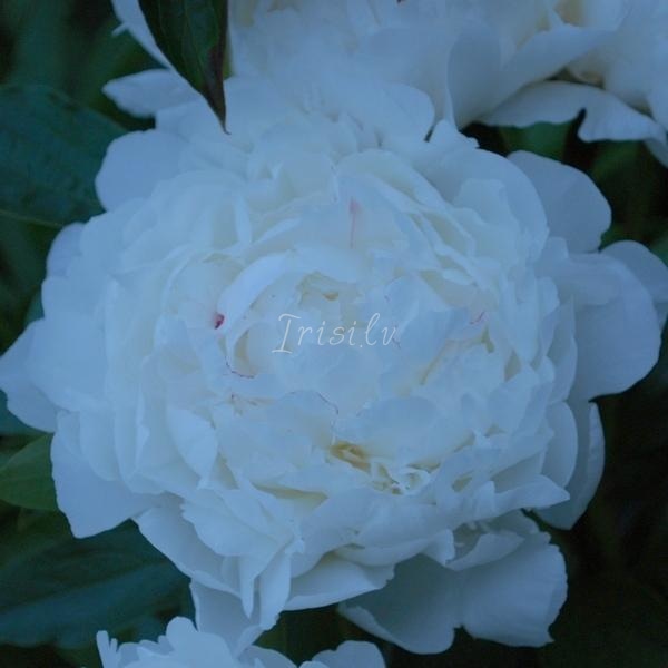 Festiva Maxima Peonijas