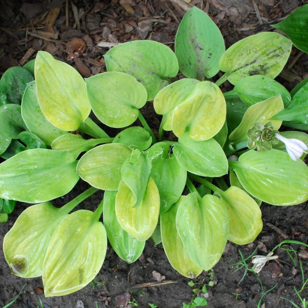 Gigantland Mouse Cheese Hosta