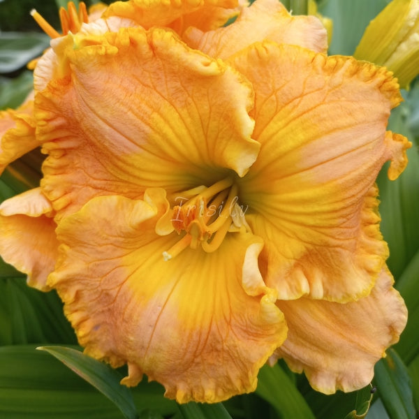 Golden Sweet Dienziede