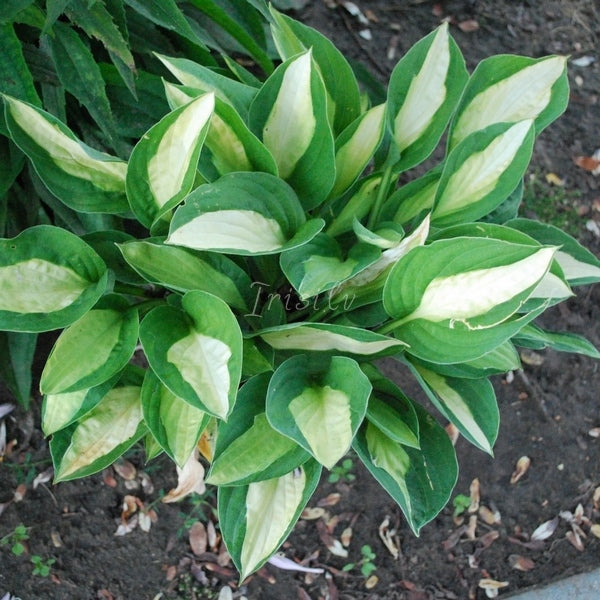 Gypsy Rose Hosta