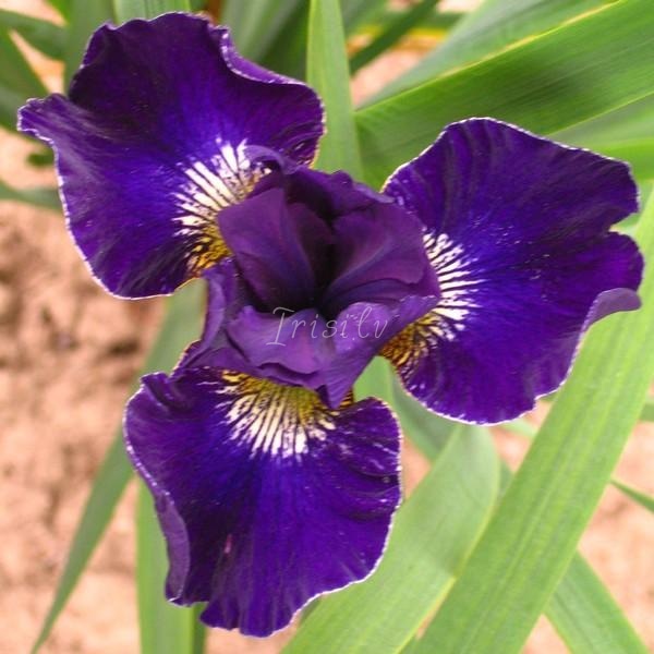 Harpswell Velvet Risi