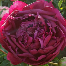 Load image into Gallery viewer, Highlight Peonijas
